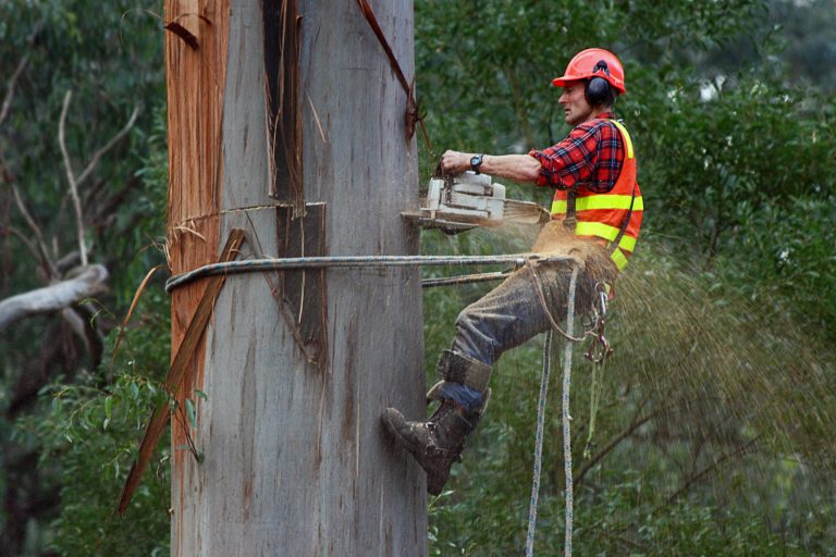 Boost Curb Appeal with Expert Tree Removal for Healthier Lawns