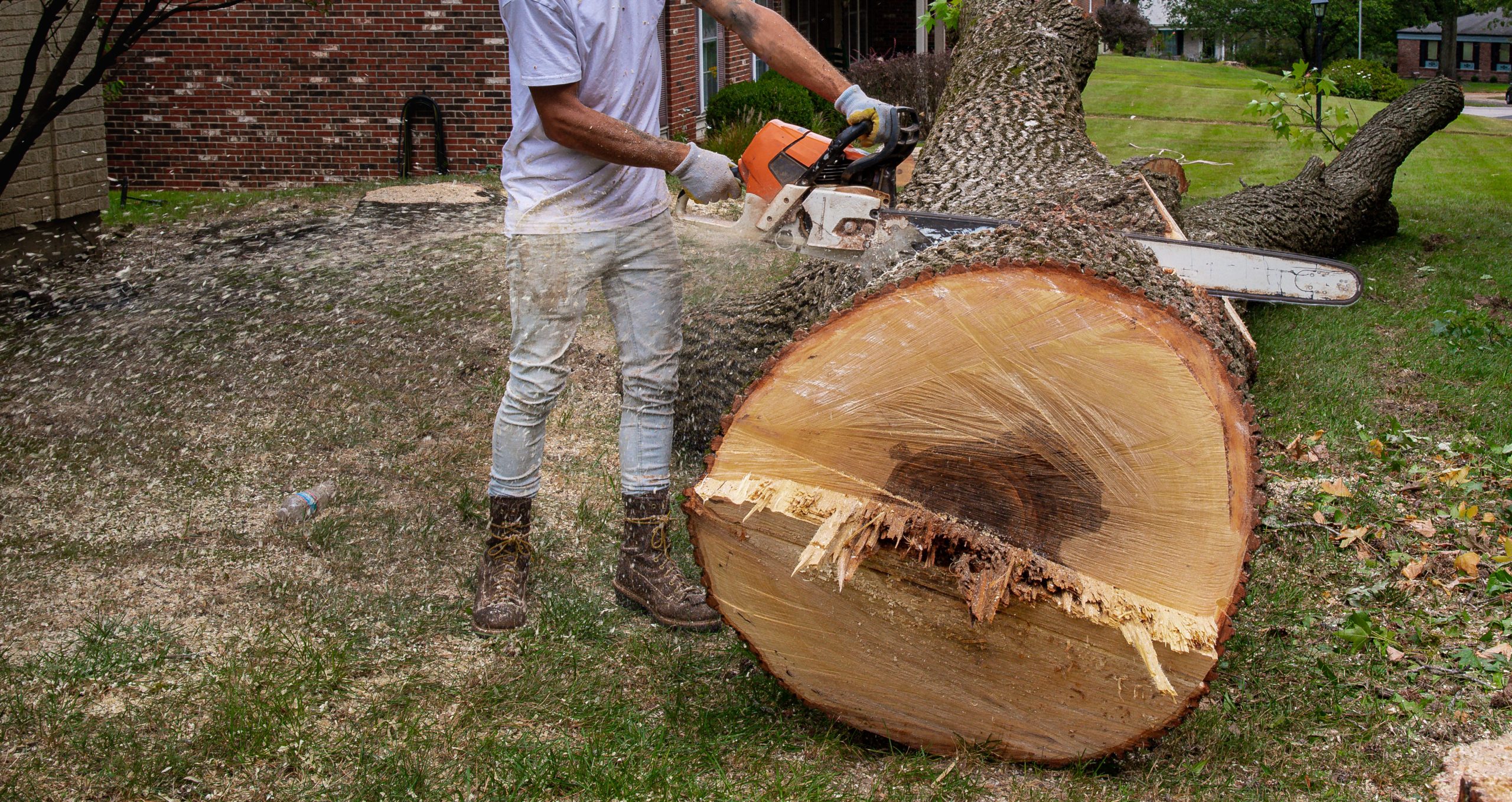 tree removal